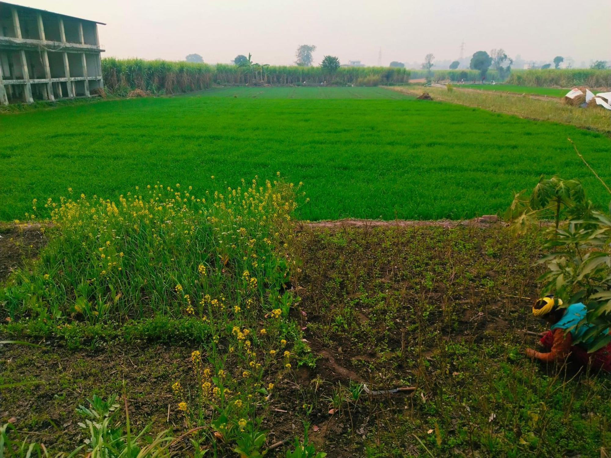 Airport Luxury Nature Homestay- Near Jolly Grant Airport Dehradun Doiwala Exterior photo